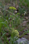 Nuttall's prairie parsley